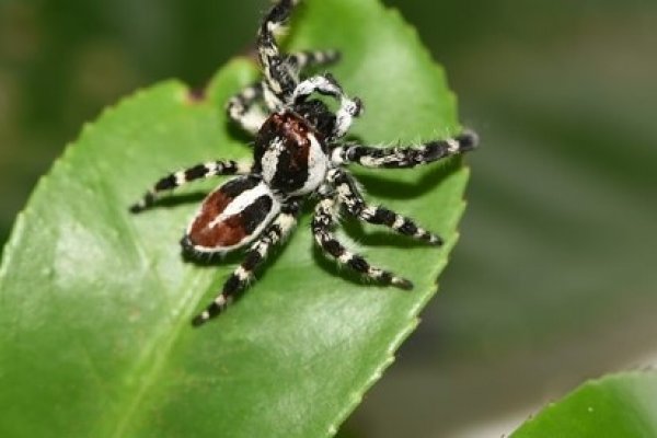 Investigadores hallaron dos nuevas especies de arañas