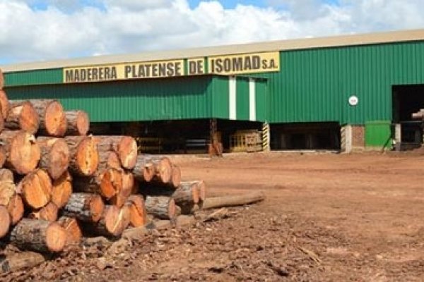 Sector Maderero: leve mejoría, pero con baja rentabilidad
