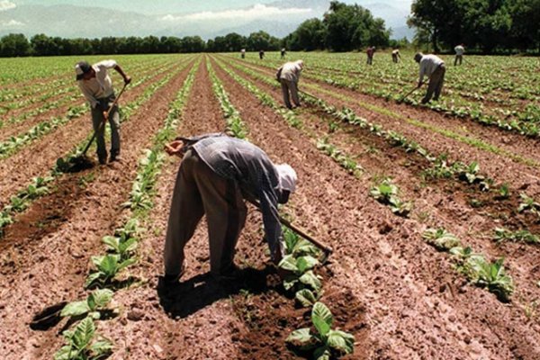 El sector tabacalero aguarda fondos destinados al plan de arada