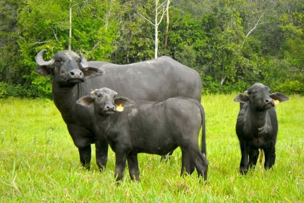 Detienen a dos hombres por trasladar carne de búfalo