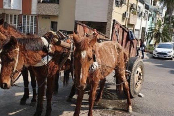 Demoraron a carreros por maltratar a tres caballos