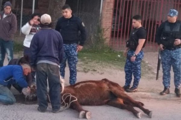 Detienen a carrero por maltratar a un caballo