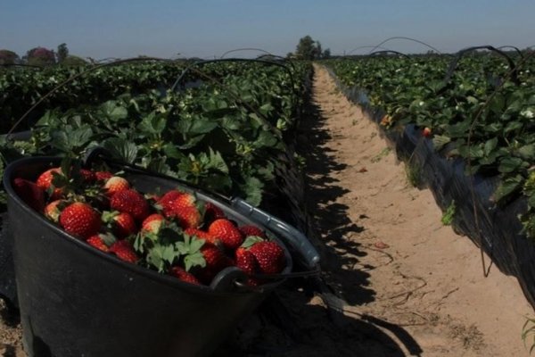 Reunión interinstitucional sobre la problemática sanitaria del sector frutillero de Bella Vista