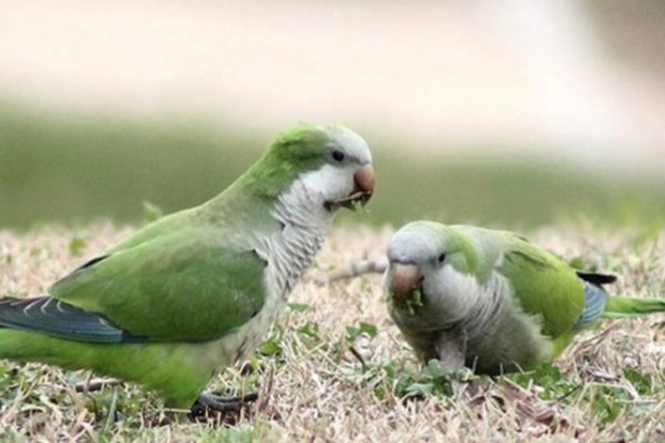 Rescataron pichones de cotorras que iban a ser vendidos de forma ilegal