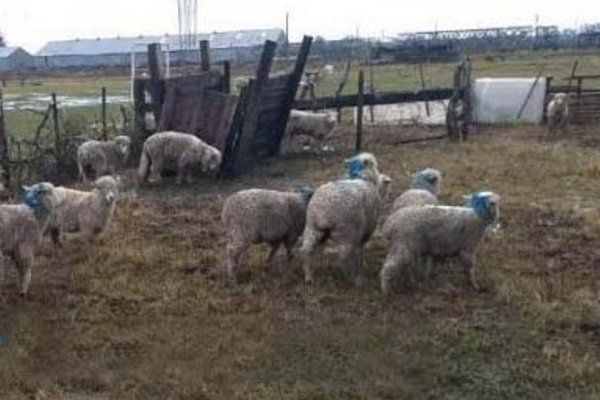 Recuperaron 26 ovejas robadas y hay 3 detenidos en Curuzú Cuatiá