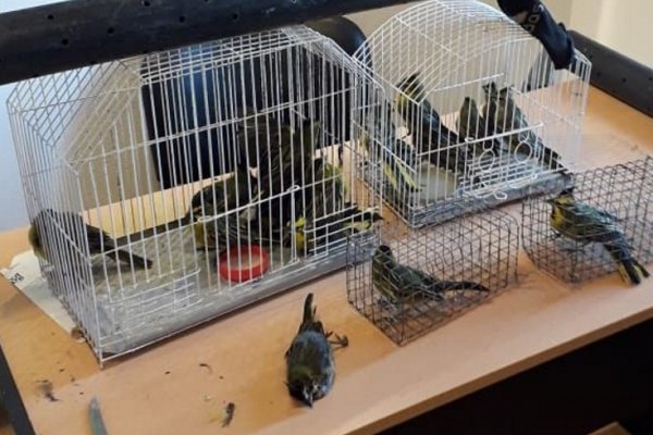 Detenidos por tráfico de aves