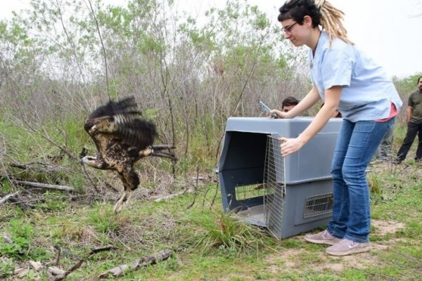 Liberaron un águila negra en Ituzaingó