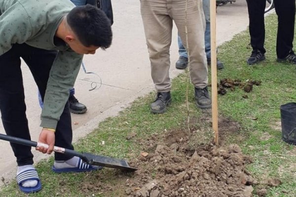 Barrio Juan de Vera: Se robaron 12 árboles de los 48 plantados