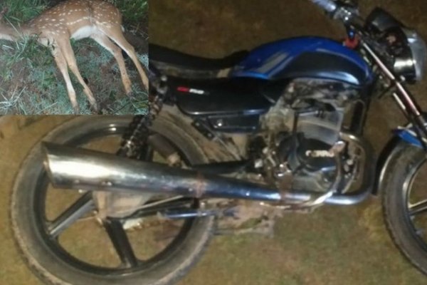 Un motociclista grave tras chocar un ciervo en Santa Lucía