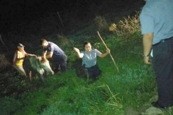 Policías rescataron a un caballo herido en una zona de bañados