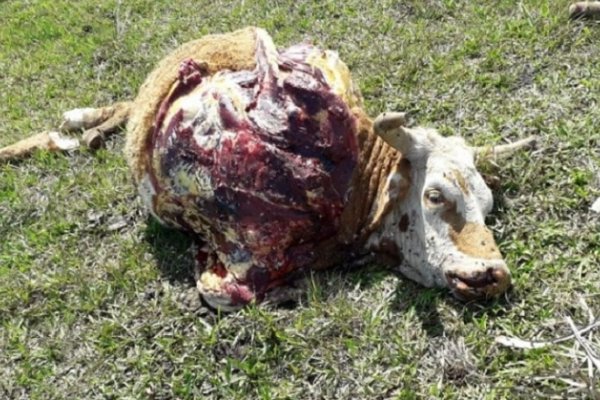 Corrientes: Carnean vacas preñadas en Santo Tomé y no encuentran a los responsables