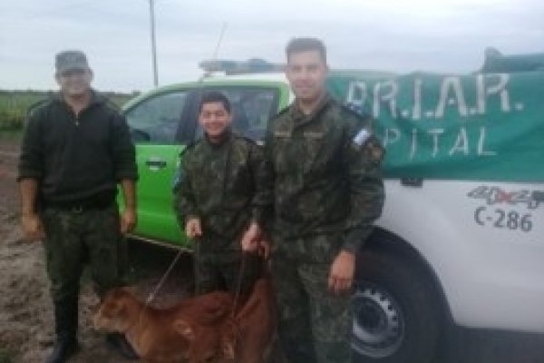 La policía recuperó dos terneros denunciados como sustraídos