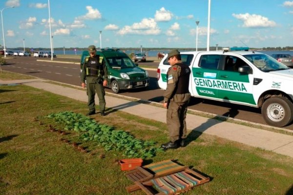 Entre Ríos: Patrullaje de Gendarmería descubre plantación de marihuana