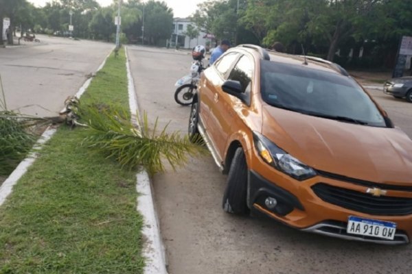 Conductor alcoholizado perdió el control, despistó y arrancó una palmera