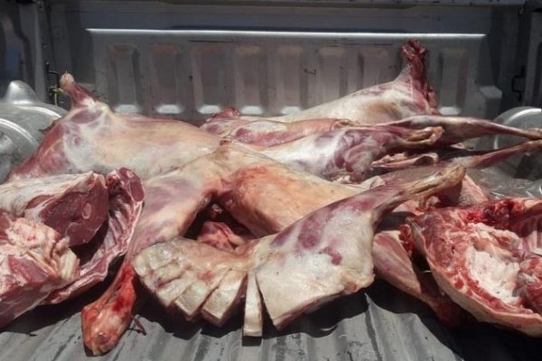 Procedimientos contra la faena clandestina en tres localidades