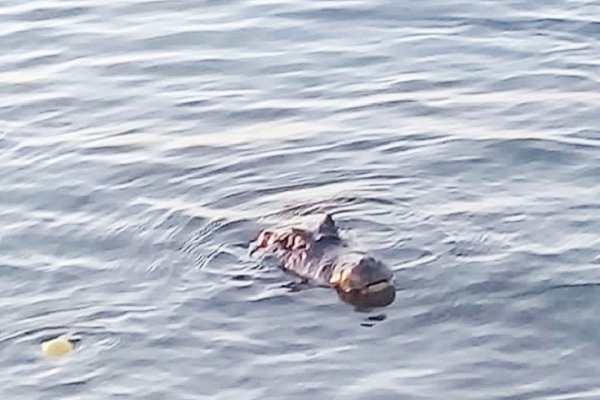 Trasladaron al yacaré que aparecía en una playa Arazaty