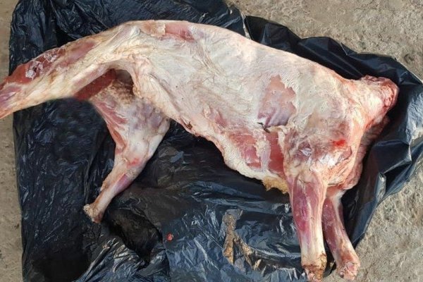 Monte Caseros: Un joven fue aprehendido por el hurto de ovejas