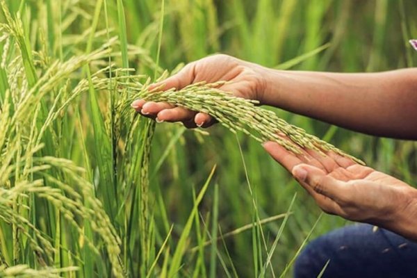 Por primera vez, miden la huella ambiental en la producción de arroz en Corrientes