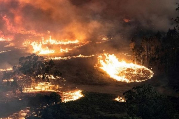 Australia: Más de 480 millones de animales murieron en incendios