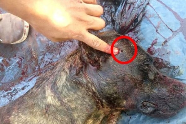 La Policía busca el arma del oftalmólogo acusado de acribillar a su perro en el barrio Arazaty