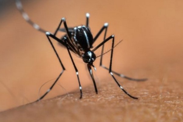 Dengue en Corrientes: Descartan que haya una epidemia