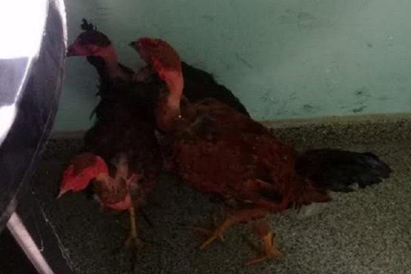 Detenido por el robo de gallinas