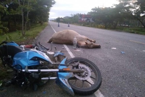 Chocó contra un caballo y murió