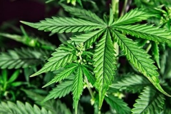 Gobernador Virasoro: Secuestraron plantas de cannabis