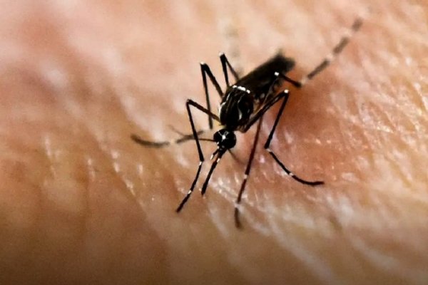 Paraguay: Suben de 20 a 34 los muertos por dengue en una semana