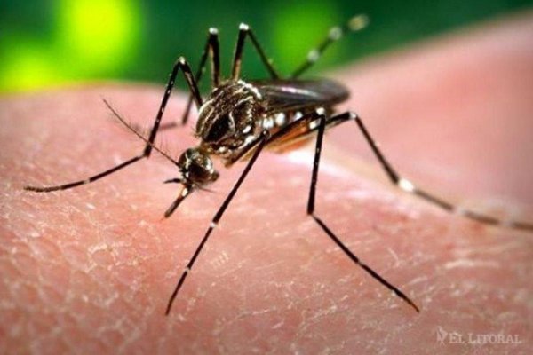 Se elevan a 101 casos de Dengue en Corrientes