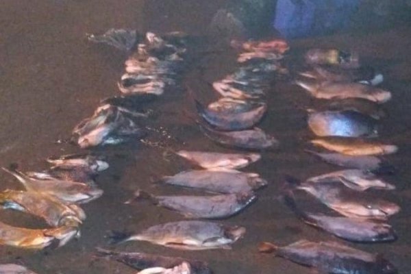Corrientes: Secuestraron más de cien kilos de pescados de diversas especies en Ituzaingó