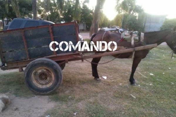Demoraron a carrero que atacó a latigazos a un caballo