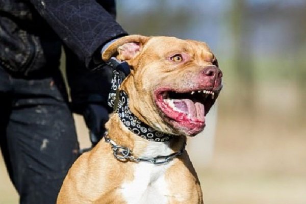 El dueño del pitbull que mató a una niña será imputado por homicidio culposo