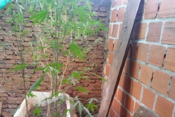 Cultivaban en un patio plantas y plantines de cannabis sativa
