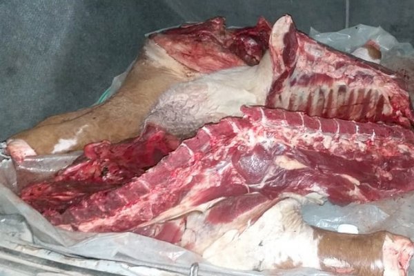 Faena clandestina: Decomisaron carne en Lomas de Vallejos y Concepción