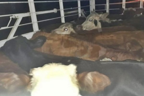 Detenido por transportar 14 terneros sin marca ni señal