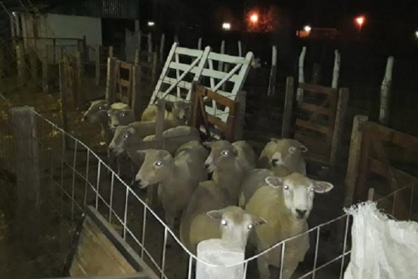 Sauce: Detienen a dos sujetos con nueve ovejas robadas