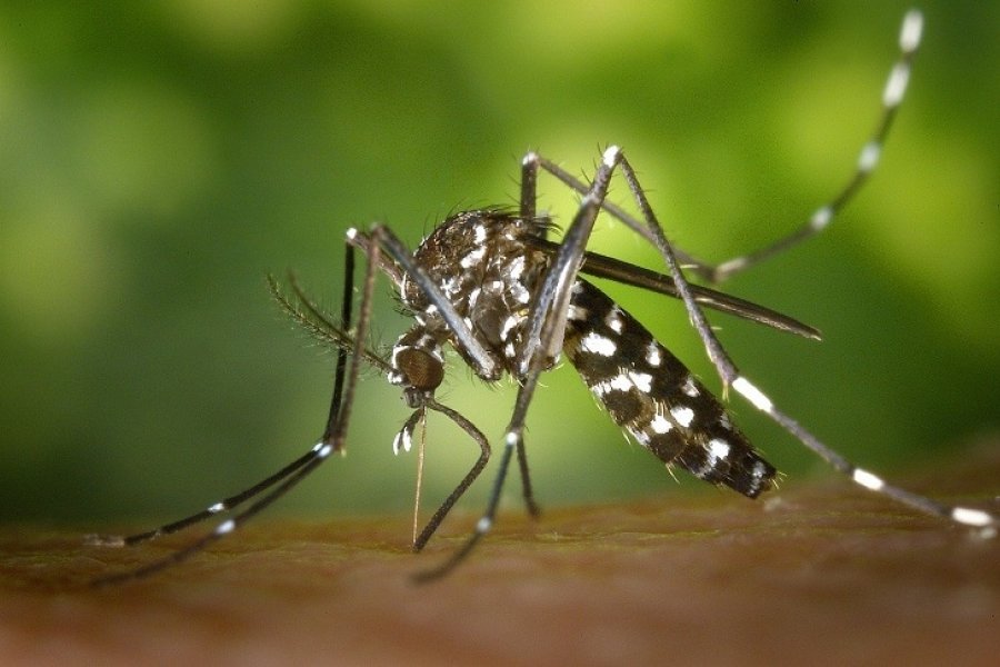 Refuerzan estrategias para prevenir más casos de Dengue