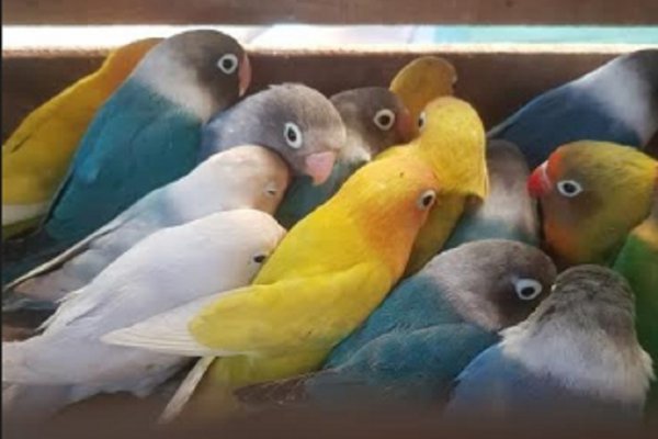 Entre Ríos: Ocultaba 124 aves en la caja de herramientas de un semirremolque