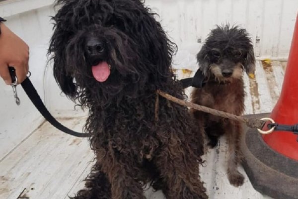 Policías rescataron a dos perros que eran maltratados por sus dueños