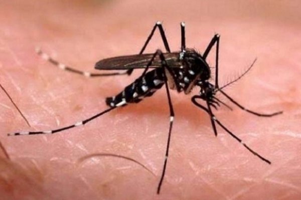 Articulan acciones para combatir el Dengue en Corrientes