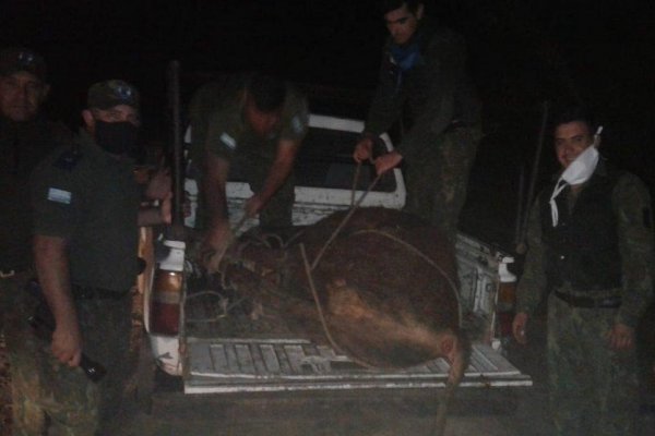 La policía de Corrientes rescató a un toro abandonado