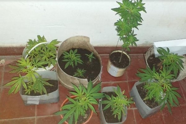 Mercedes: Tras allanamiento secuestran 9 plantas de marihuana