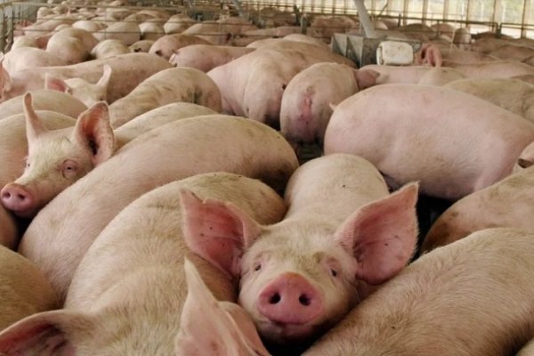 Alarma en China: Hallan un nuevo virus con potencial de pandemia que transmiten los cerdos