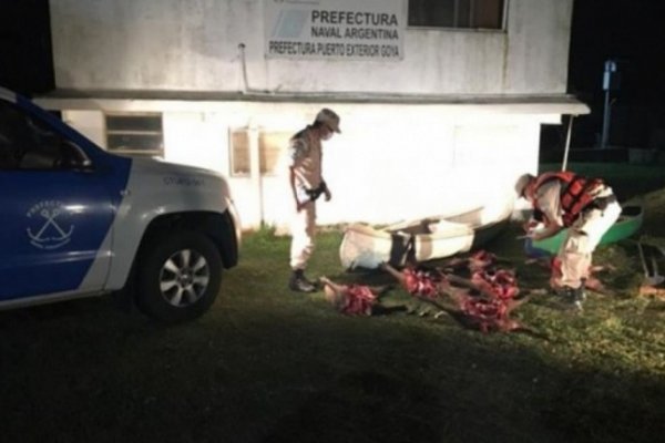 Corrientes: Prefectura incautó 200 kilos de carpinchos faenados