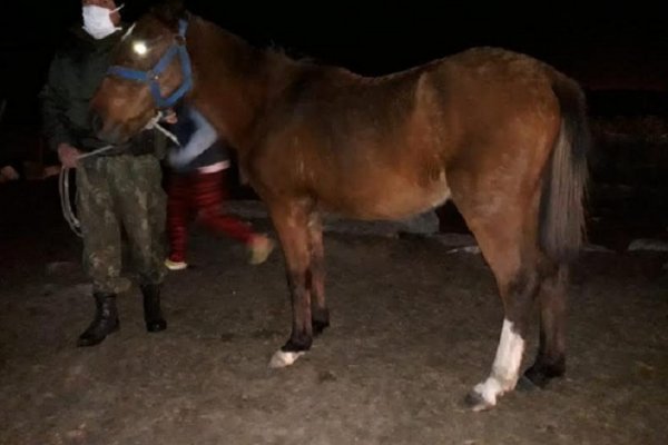 Recuperaron caballos robados