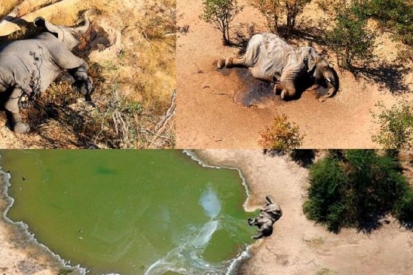 África: Mueren más de 350 elefantes por causas desconocidas