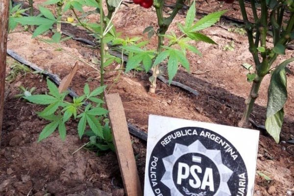 Corrientes: Cayó una banda narco que administraba ocho kioscos de drogas en diferentes localidades