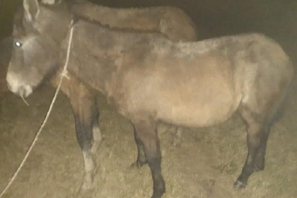 Recuperaron caballos robados del predio de Mapac: Dos detenidos