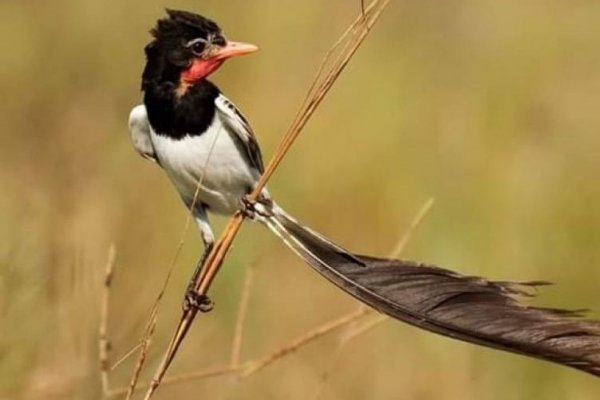 Reglamentan ley que declara al Yetapá de Collar como Monumento Natural de Corrientes